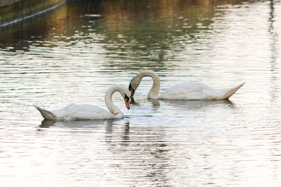 Swan swimming in lake