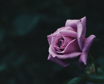 Close-up of pink rose