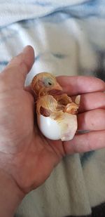 The wonder of born from a chicken