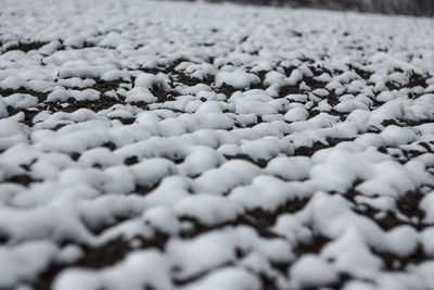 Surface level of pebble beach