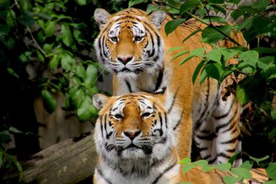 Portrait of tigers amidst plants in zoo