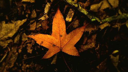 High angle view of maple leaf