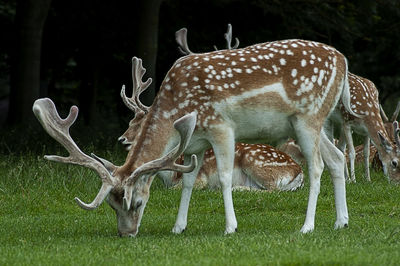 Deer in a field