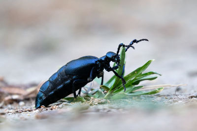 Black oil beetle eating a plant