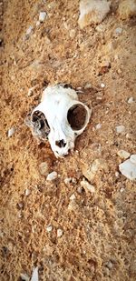 High angle view of animal skull