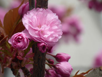 Close-up of pink roses