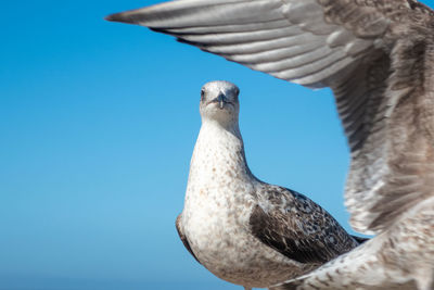 Low angle view of seagull perching