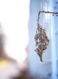 Close-up of wilted plant