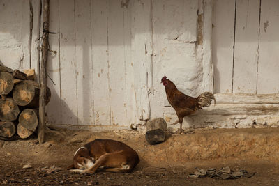 Rooster on ground