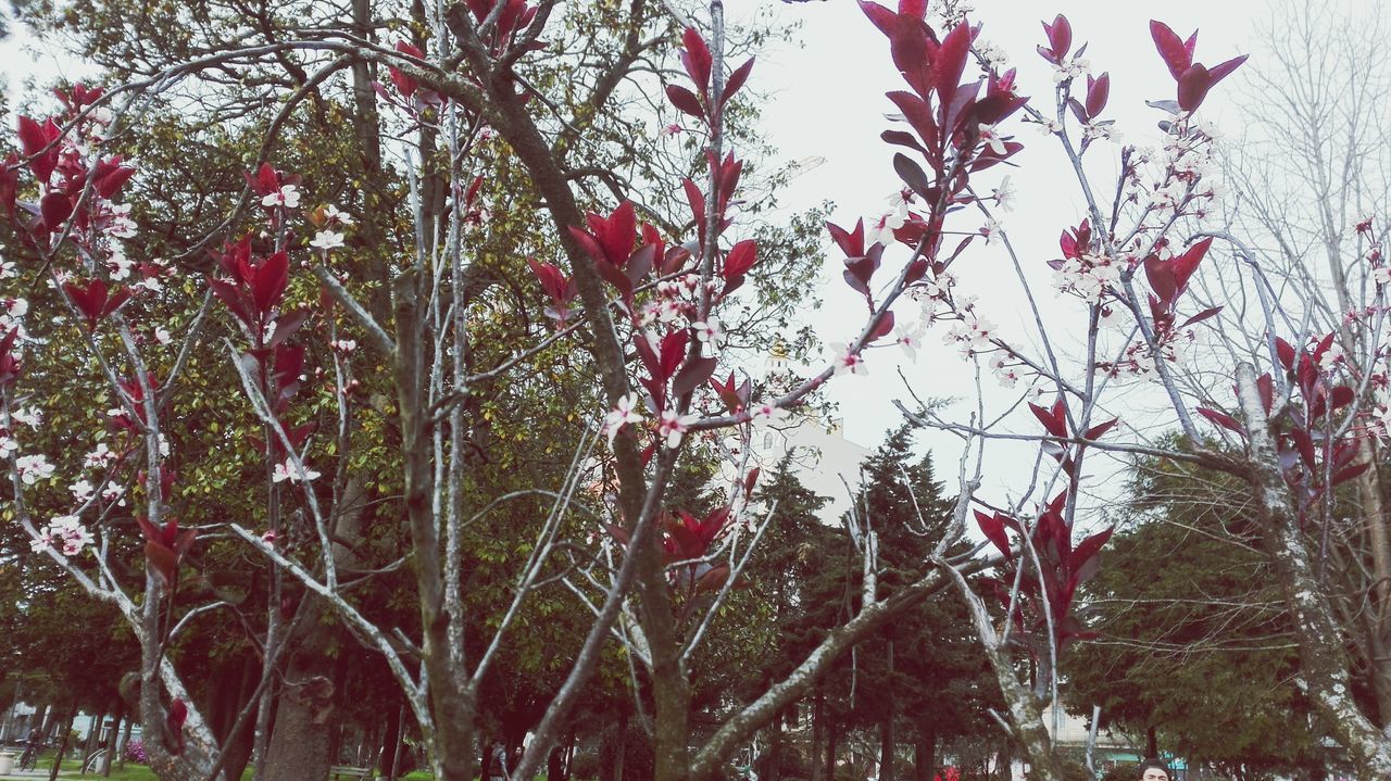 tree, branch, low angle view, growth, nature, beauty in nature, leaf, red, sky, autumn, pink color, day, tranquility, outdoors, no people, season, tree trunk, clear sky, change, sunlight