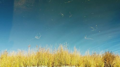 Scenic view of landscape against blue sky