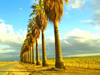 Palm trees on field against sky