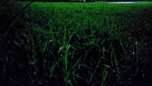 Trees on grassy field