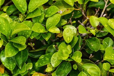High angle view of raindrops on leaves