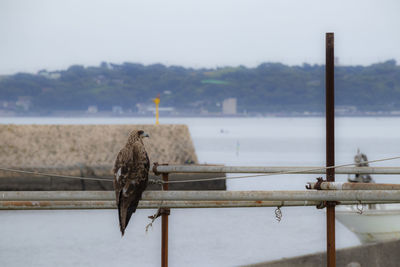 Bird perching on wooden post by sea against sky