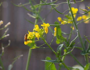 Close-up of insect on yellow flower