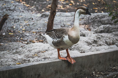 Side view of a bird in lake