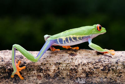 The frog is walking on the tree branch