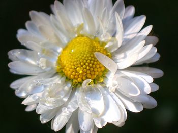 Close-up of white flower