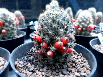 Very beautiful cactus