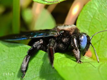Close-up of insect on leaf
