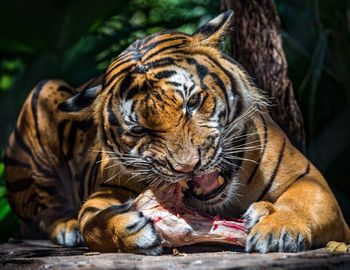 Portrait of tiger eating meat at zoo