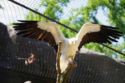 Low angle view of birds flying