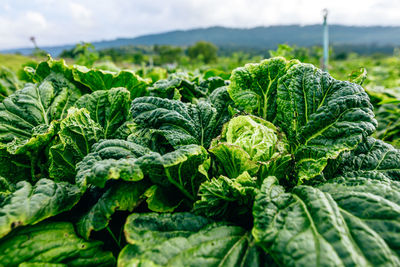 Close-up of green plant growing on field