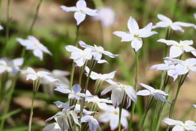 Close-up of white flowering plants on field