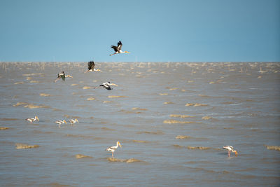 Seagulls flying over sea