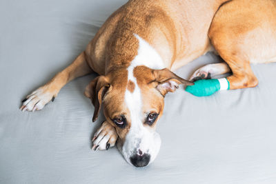 Sad dog with wounded paw in a medical bandage. portrait of a cute pet with hurt leg