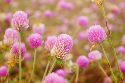 Close-up of pink flowering plants on field