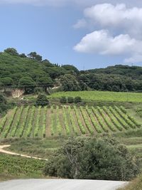 Scenic view of agricultural field against sky