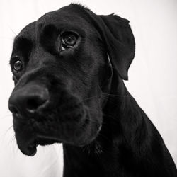 Close-up portrait of a dog