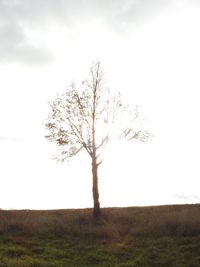 Bare tree on field against sky