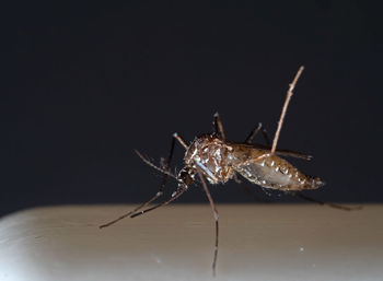 Close-up of insect over black background