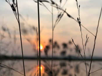 Close-up of silhouette plants against sky during sunset