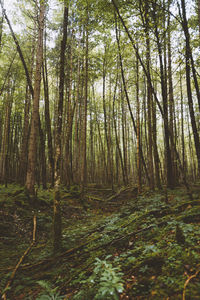 Trees in forest