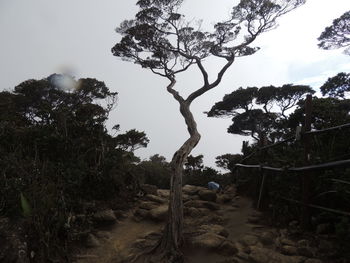 Trees on landscape against sky