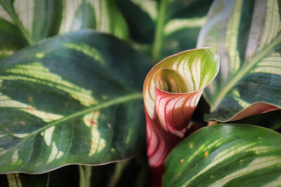 Macro of a new curled leaf sprouting in a calathea.