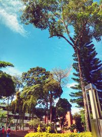 Low angle view of trees against sky