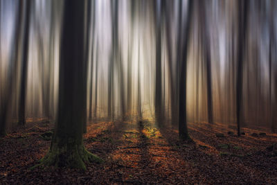 Trees in forest during autumn