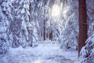 Frozen trees in forest during winter