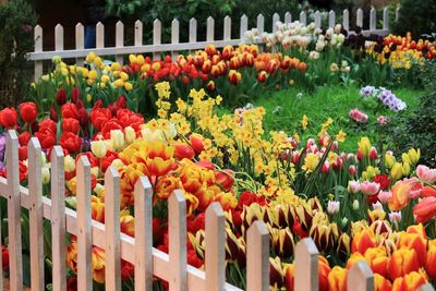Multi colored tulips in bloom