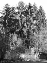 Low angle view of tree against sky