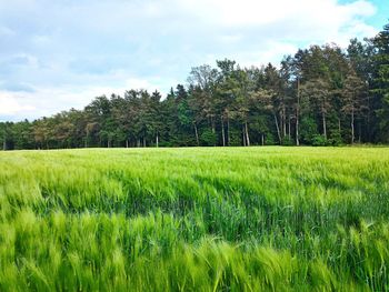 Grass with trees in background