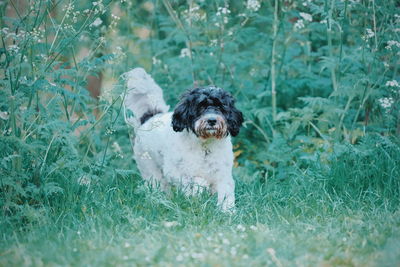 Portrait of dog on field