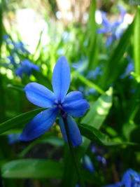 Close-up of purple blue flower