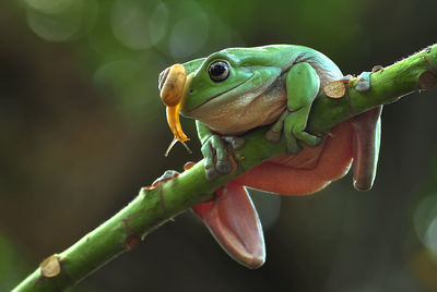 Close-up of frog on plant