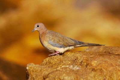 Close-up of bird perching